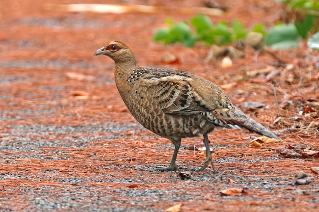 Fagiano della signora Hume Syrmaticus humiae Beautiful Female Birds of Thailand