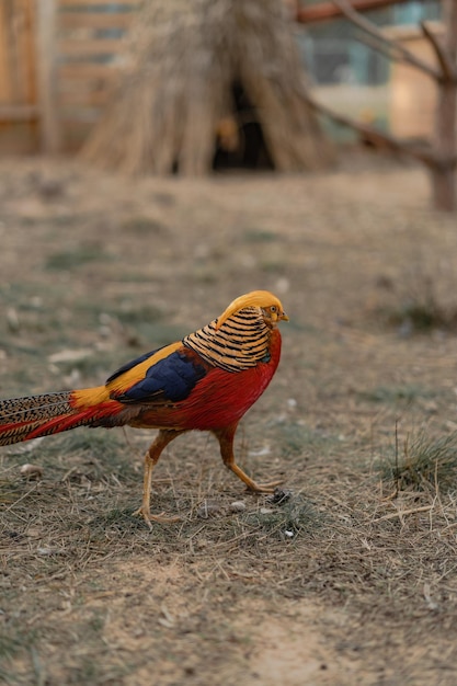 Fagiano dorato (Chrysolophus pictus) o fagiano cinese all'aperto