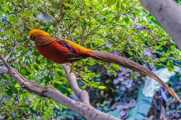 Fagiano dorato in Loro Parque Tenerife Isole Canarie