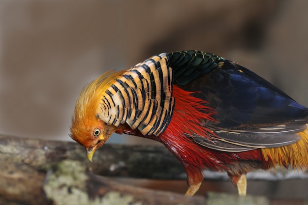 Fagiano dorato nella natura del paese