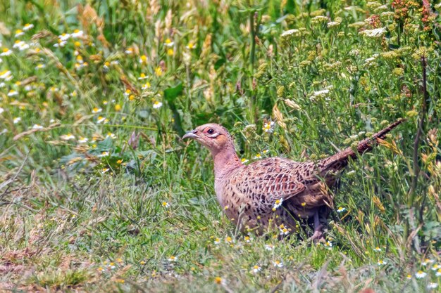 Fagiano Han in un campo d'erba Phasianus colchicus