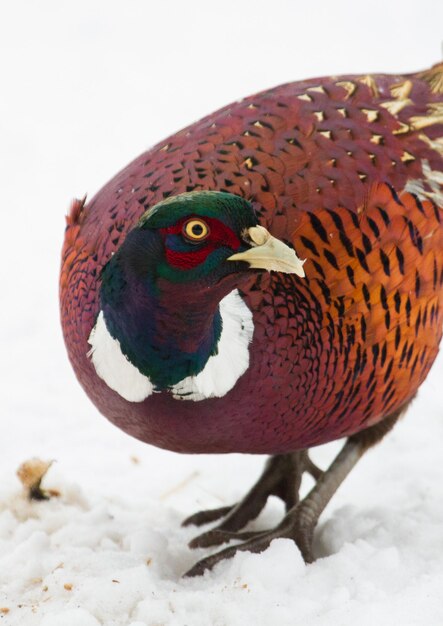 Fagiano Phasianus Un uccello maschio sta nella neve