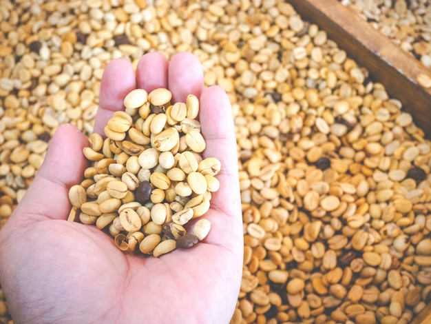 Fagioli di caffè Arabica organici 100% sull&#39;albero in CHIANG RAI, a nord della Tailandia.