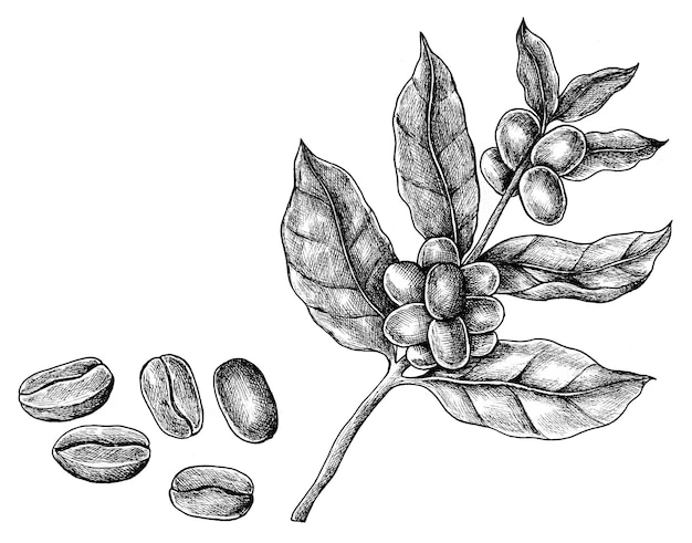Fagioli di caffè freschi disegnati a mano png trasparenti