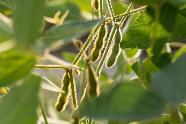 Fagioli di soia verdi pronti sul campo di un agricoltore. Concetto di produzione agricola