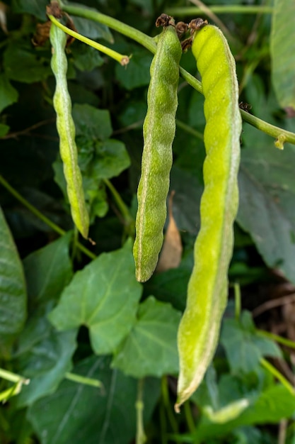 Fagiolini in giardino Alimenti biologici locali Phaseolus vulgaris