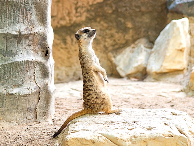 Fai attenzione a meerkat in guardia