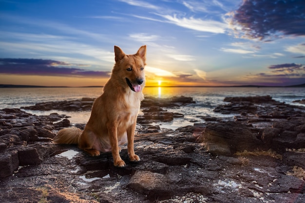 Fai su una spiaggia Il cane della felicità con il tramonto