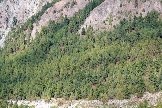 Fairy Meadows Nanga Parbat Bellissimo paesaggio forestale di alberi fini