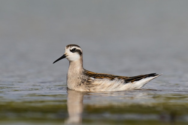 Falaropo dal collo rosso Phalaropus lobatus