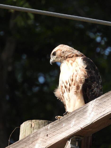 Falco a coda rossa in cerca di cibo