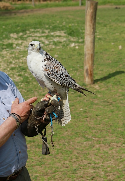 falco appoggiato sul braccio del falconiere