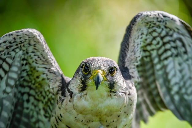 Falco biarmicus o borni falcon barni o lanario è una specie di uccello falconiforme della famiglia Falconidae