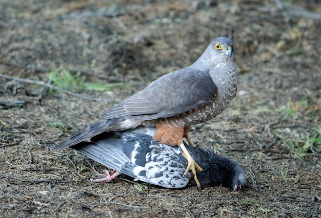 falco che caccia e mangia un piccione