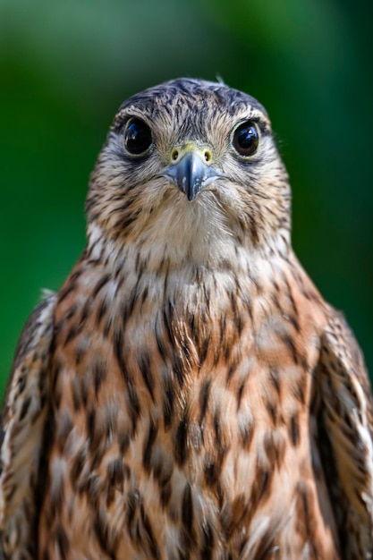 Falco colombarius o merlin è una specie di uccello falconiforme della famiglia Falconidae