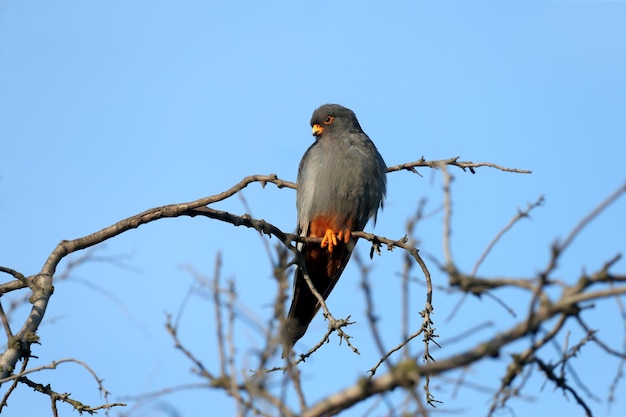 Falco cuculo maschio Falco vespertinus