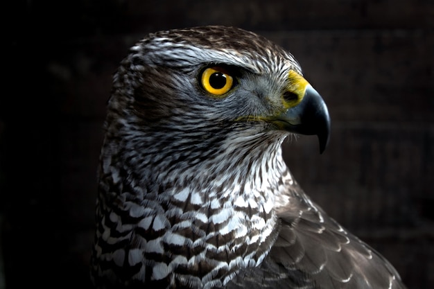 Falco da vicino. Ritratto di rapace. Animale selvaggio.