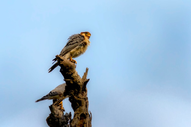 falco dal collo rosso sull'albero