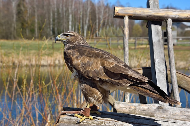 Falco dalla coda rossa