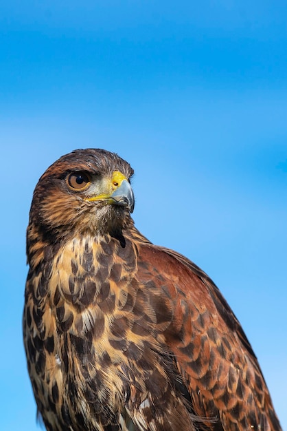 Falco di Harris falco baywinged falco oscuro peuco Parabuteo unicinctus Malaga Spagna