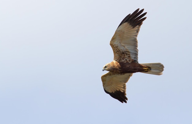 Falco di palude Circus aeruginosus Un uccello sorvola il canneto del fiume in cerca di preda