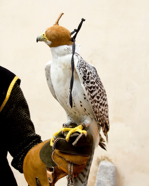 falco falco rapace uccello in mano guanto