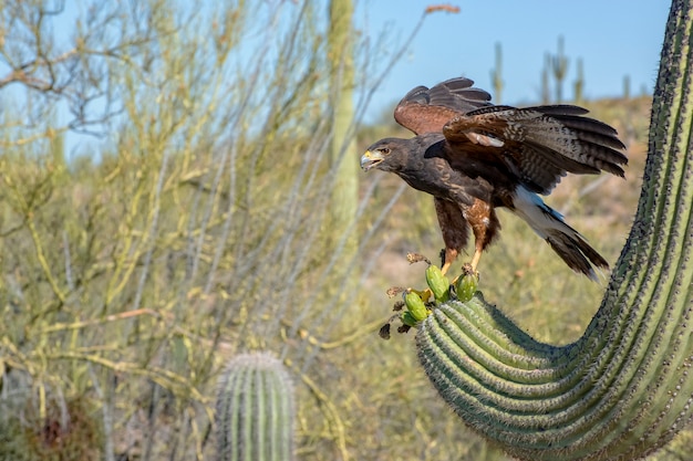 Falco giovanile di Harris che atterra su un Saguaro con Wings Spread