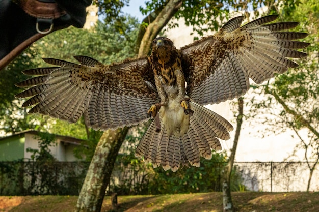 falco Parabuteo unicinctus