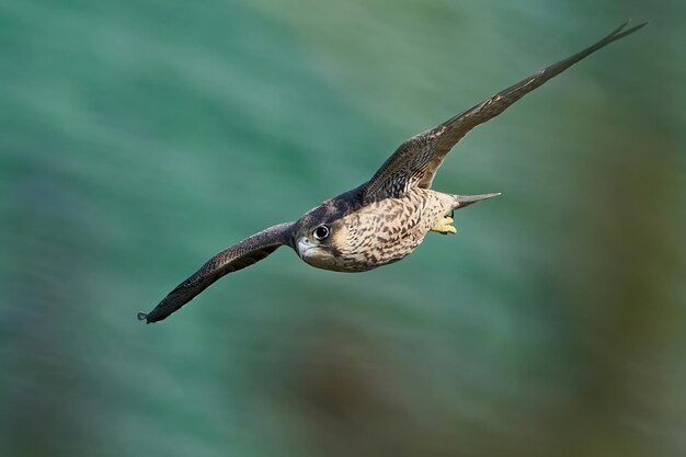 Falco pellegrino Falco peregrinus Giovanile