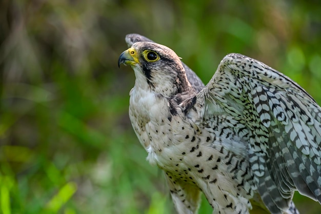 Falco peregrinus femmina o falco pellegrino è una specie di uccello falconiforme della famiglia Falconidae