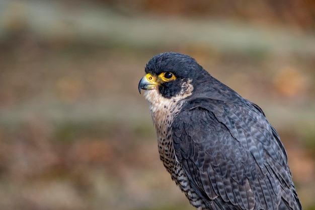 Falco peregrinus il falco pellegrino è una specie di uccello falconiforme della famiglia dei falconidi