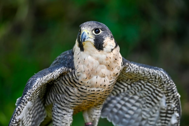 Falco peregrinus maschio o falco pellegrino è una specie di uccello falconiforme della famiglia Falconidae