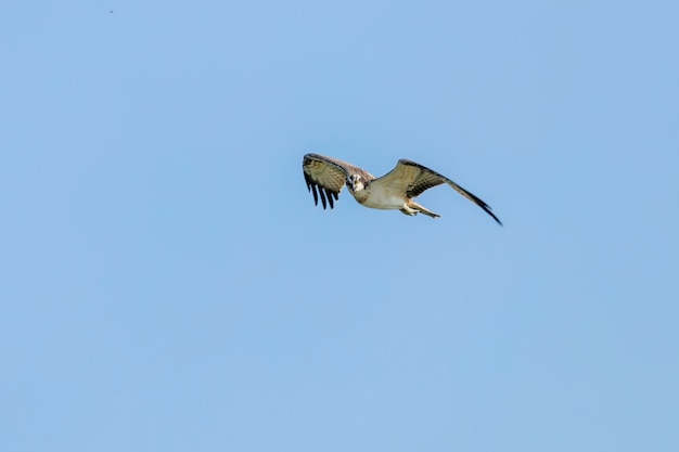 Falco pescatore in volo (Pandion haliaetus)