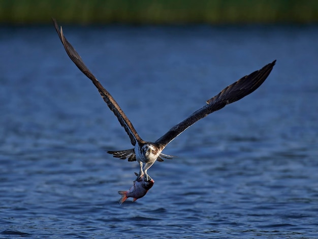 Falco pescatore Pandion haliaetus