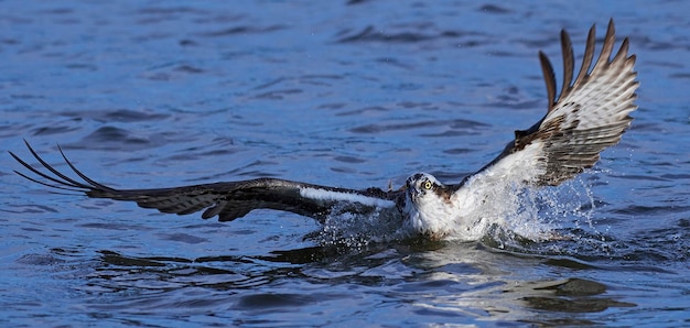 Falco pescatore Pandion haliaetus