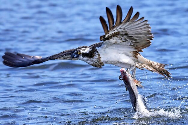 Falco pescatore Pandion haliaetus