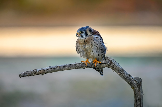 Falco sparverius o gheppio americano noto anche come falco rosso