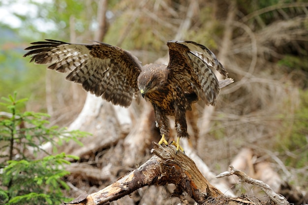 Falco su un ramo nella foresta