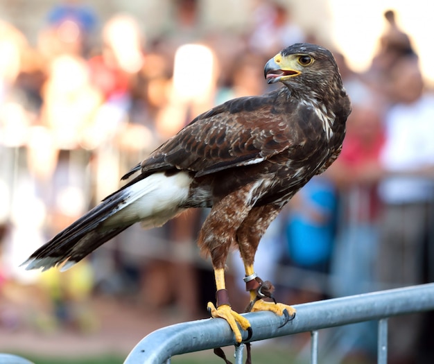 Falco su una barriera