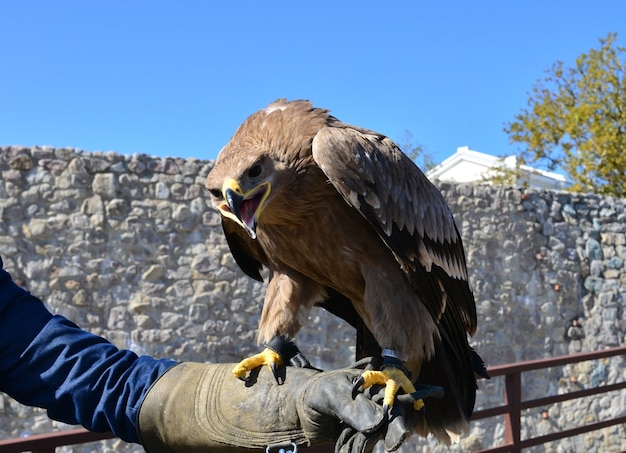 falco sulla mano di addestratore di uccelli