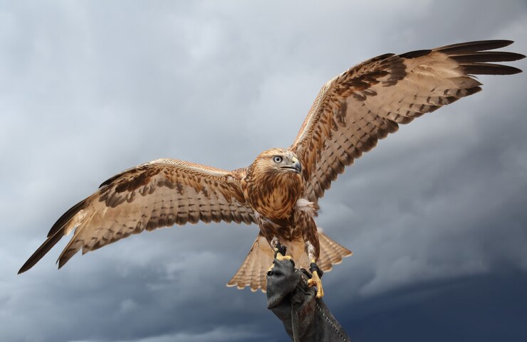 Falcon ha le ali spiegate.