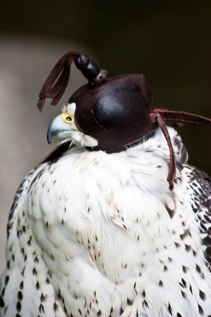 Falcon in una riserva naturale, Sutherland, Scozia