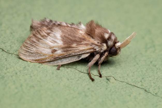 Falena bianca brasiliana dell'Ordine Lepidoptera