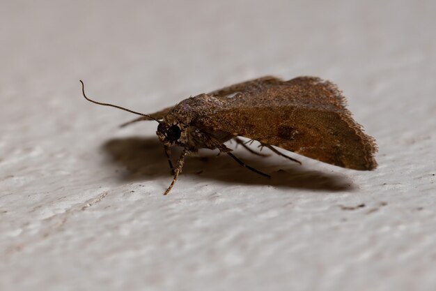 Falena marrone brasiliana dell'Ordine Lepidoptera