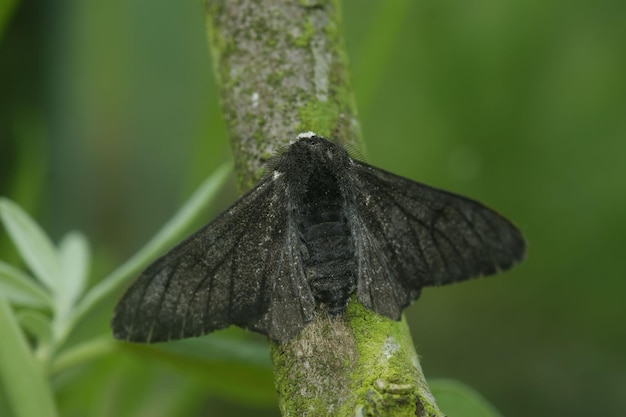 Falena pepata (Biston betularia) su un ramo di albero in primo piano