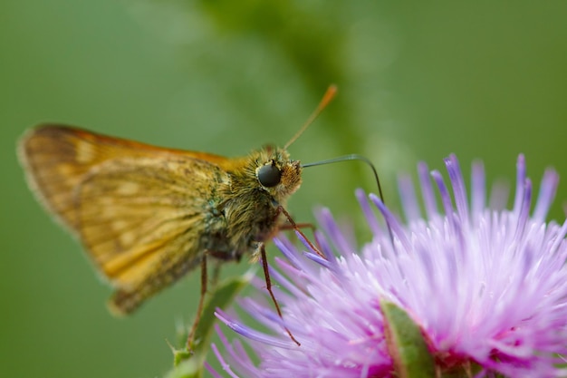 Falena su un fiore di cardo