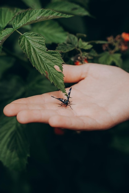 falena sul palmo di un bambino, il concetto di proteggere la natura