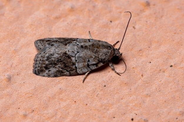 Falena Tufted del genere Garella