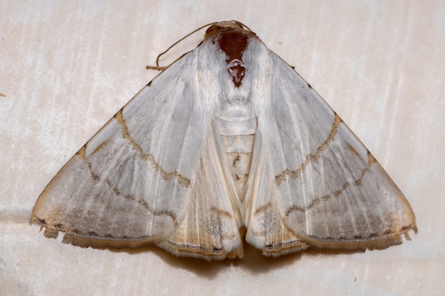 Falena Underwing del genere Eulepidotis