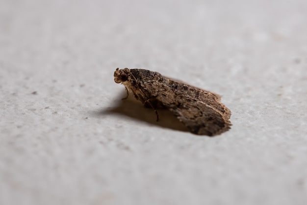 Falena Underwing della Famiglia Erebidae nel muro